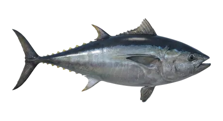 Pacific Bluefin Tuna
