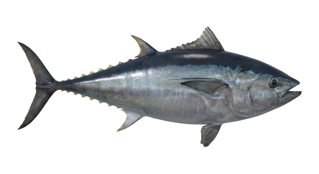 Pacific Bluefin Tuna