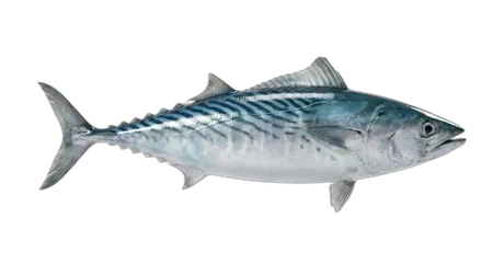 Pacific Bonito