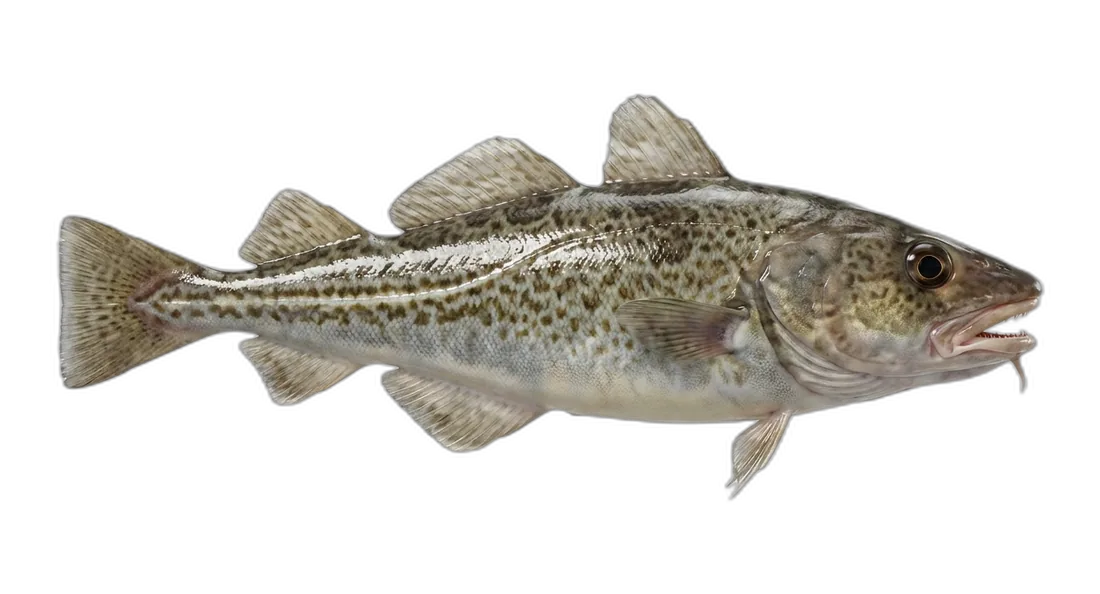 Pacific Cod