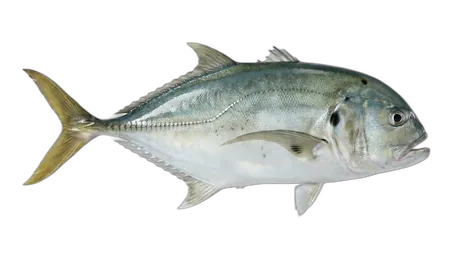 Pacific Crevalle Jack