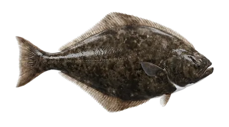 Pacific Halibut