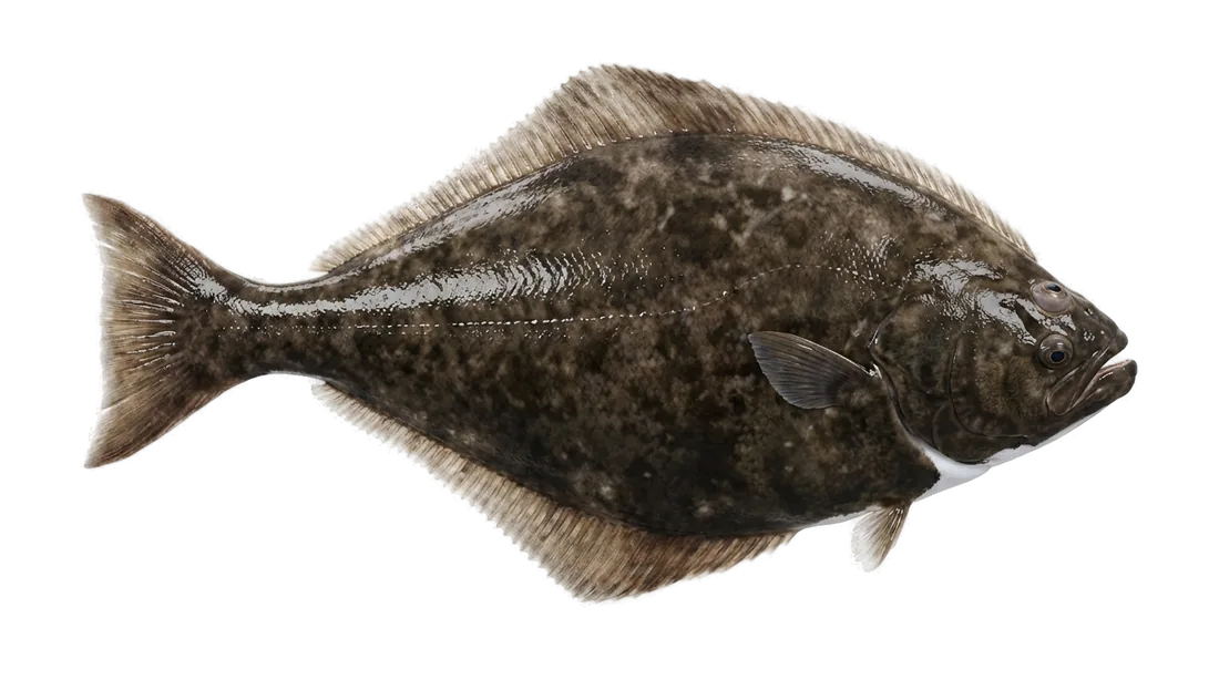 Pacific Halibut