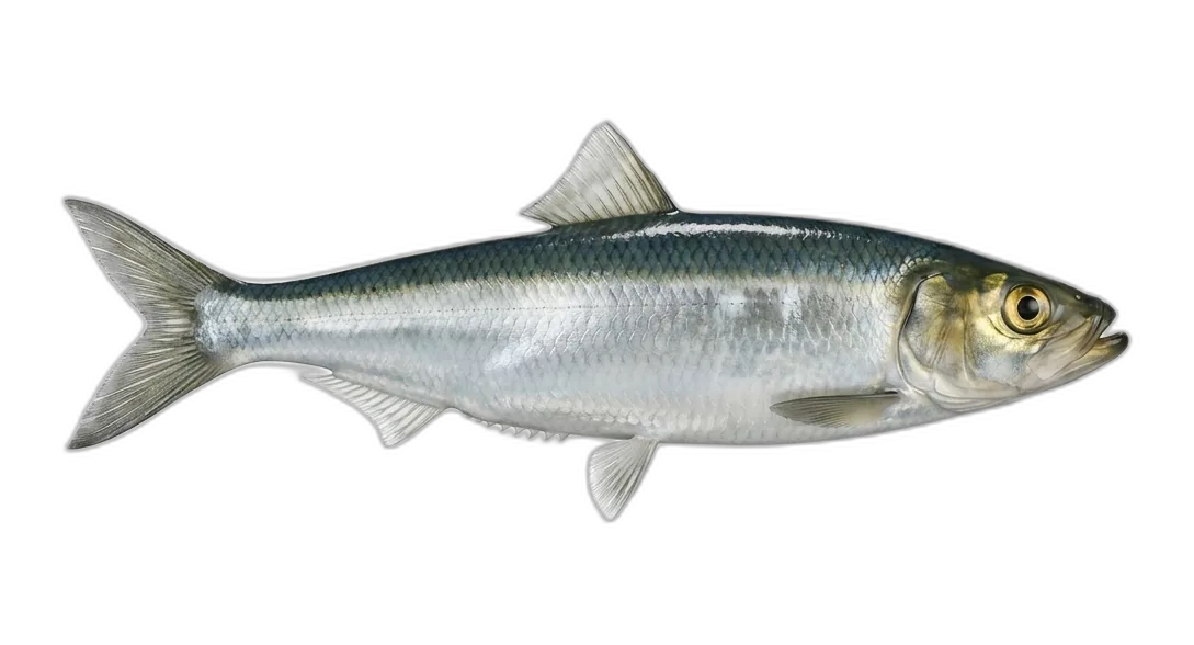 Pacific Herring