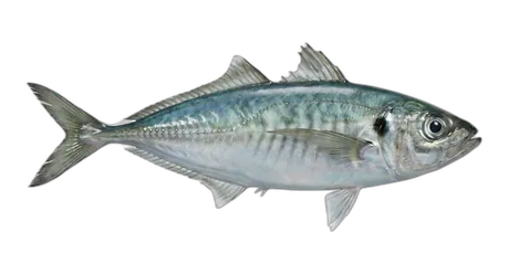 Pacific Jack Mackerel