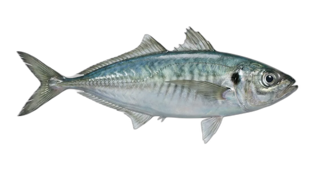Pacific Jack Mackerel