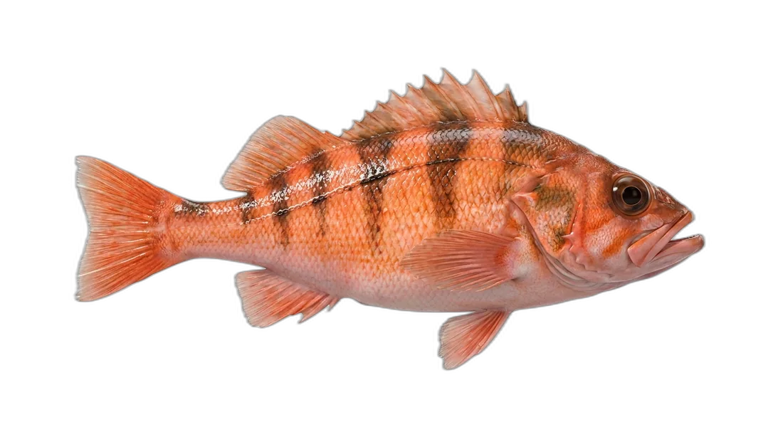 Pacific Ocean Perch
