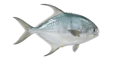 Pacific Pompano
