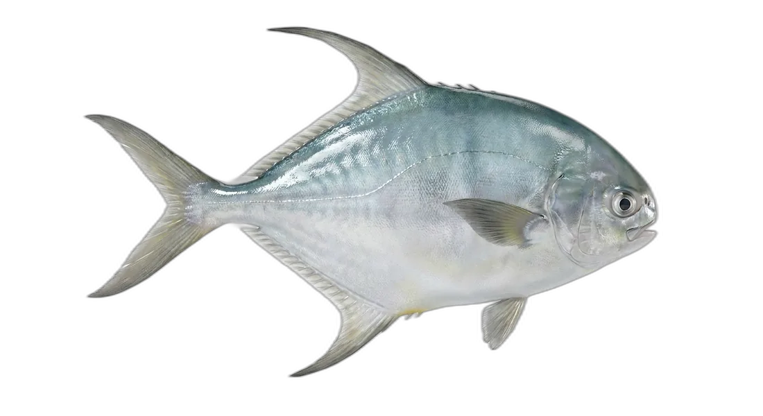 Pacific Pompano