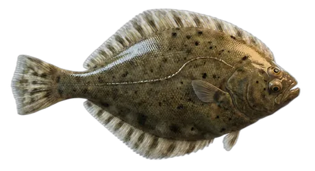 Pacific Sand Sole