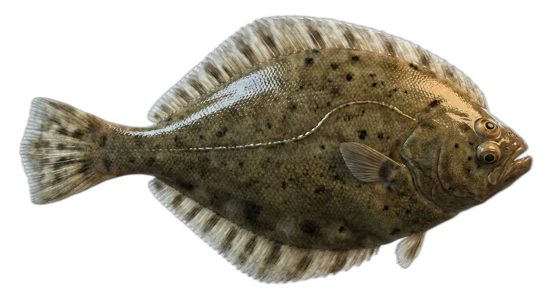 Pacific Sand Sole