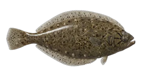 Pacific Sanddab