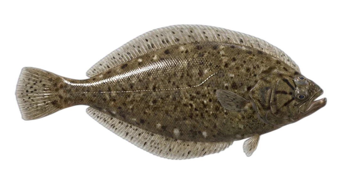 Pacific Sanddab