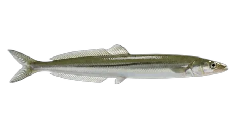Pacific Sandlance