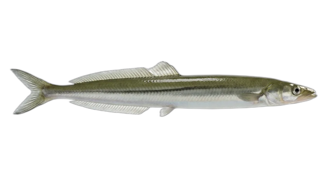 Pacific Sandlance