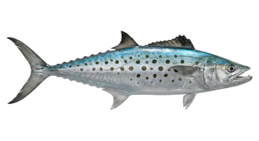 Pacific Sierra