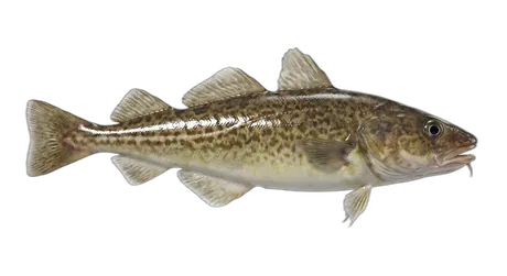 Pacific Tomcod