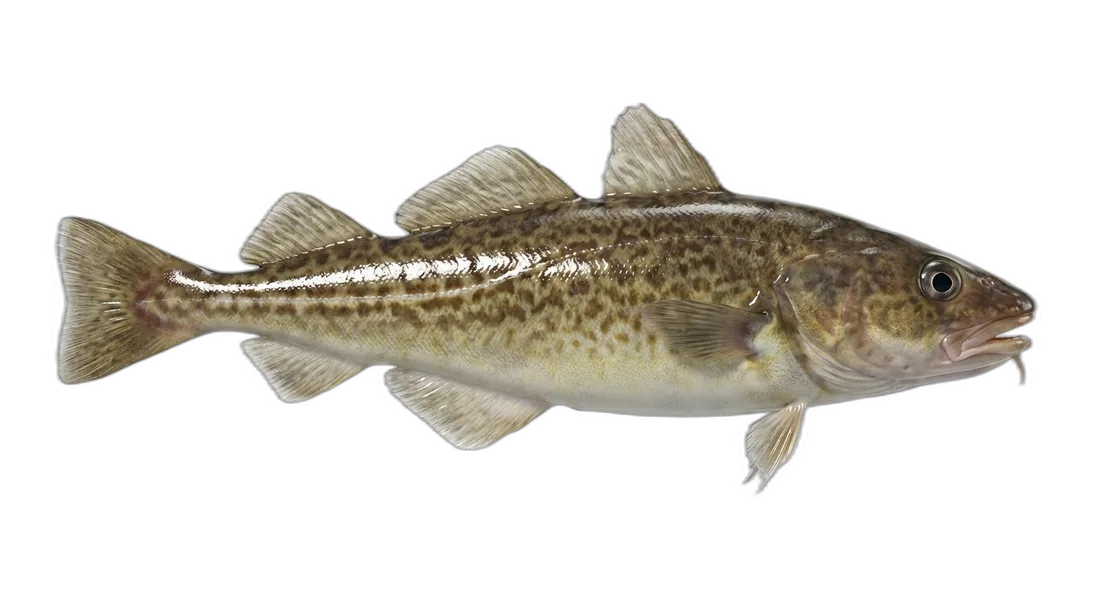 Pacific Tomcod