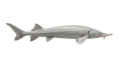 Pallid Sturgeon