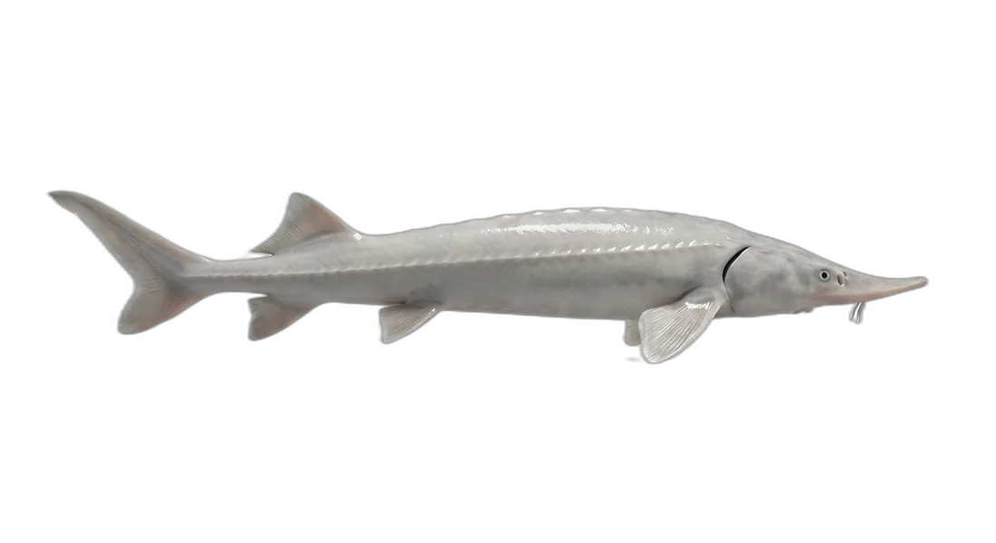 Pallid Sturgeon