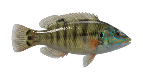 Peacock Wrasse