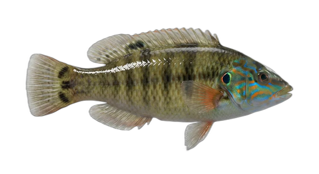 Peacock Wrasse