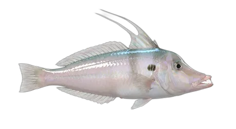 Pearly Razorfish