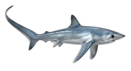Pelagic Thresher