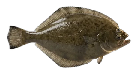 Petrale Sole