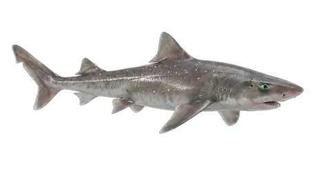Picked Dogfish