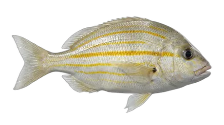 Pigfish