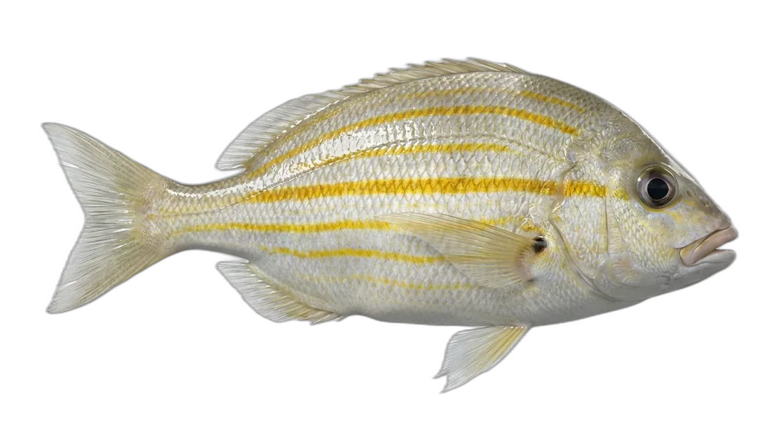 Pigfish