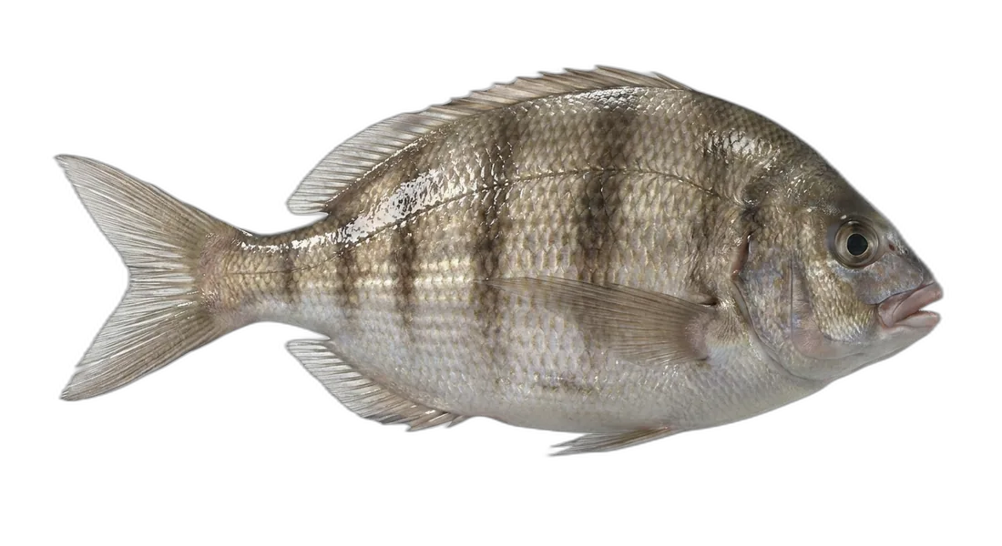 Pile Perch
