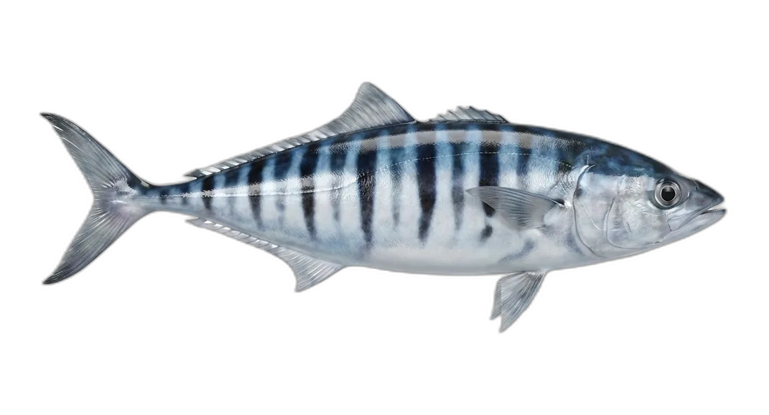 Pilotfish
