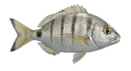Pinfish