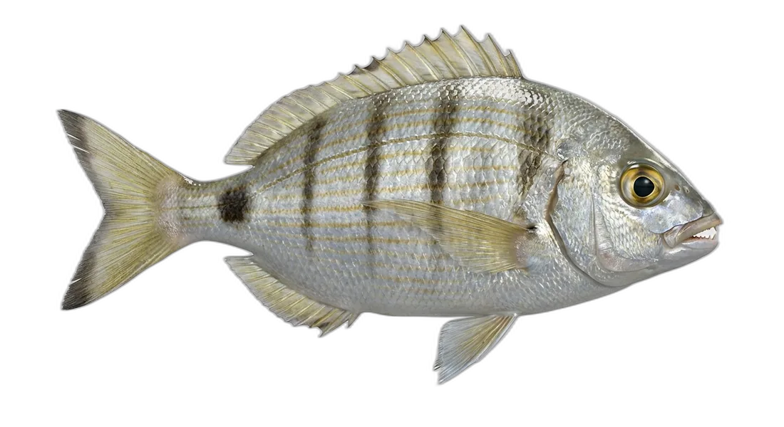 Pinfish
