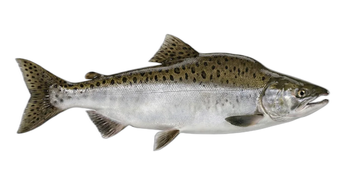 Pink Salmon