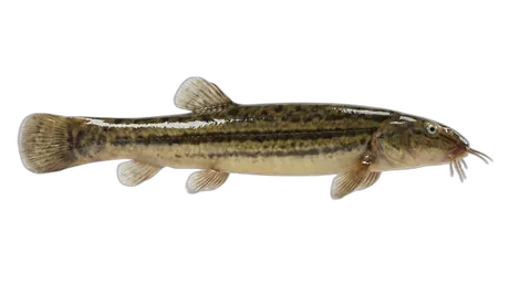 Pond Loach