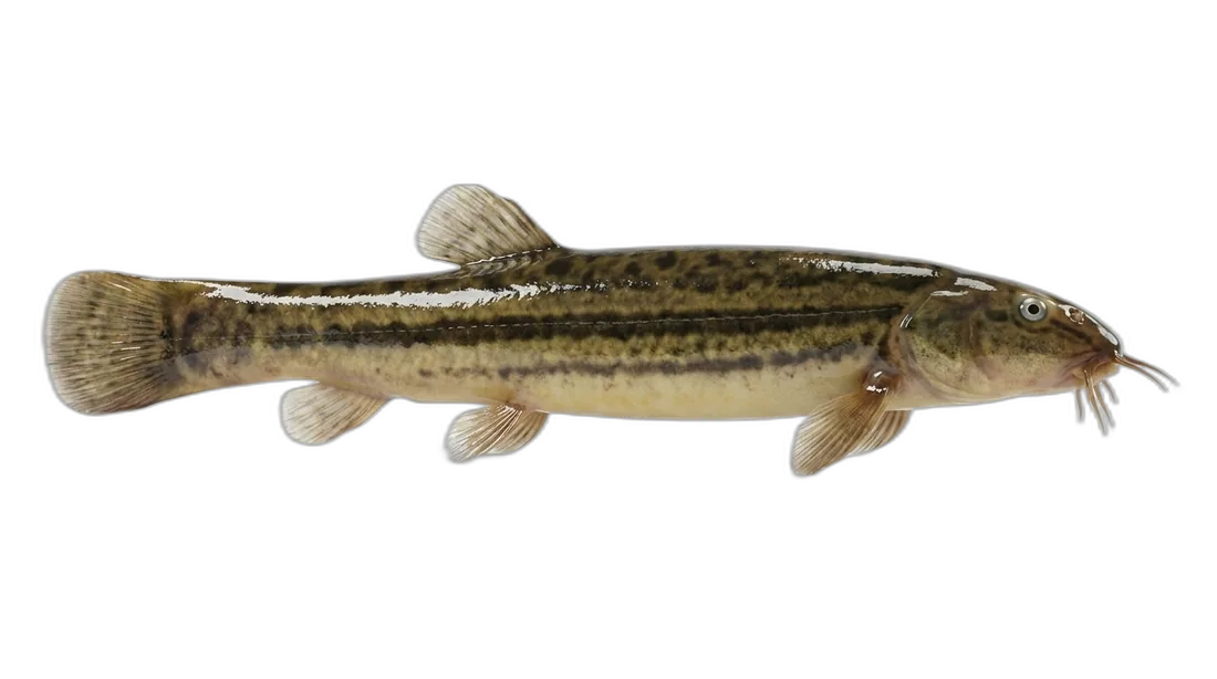Pond Loach