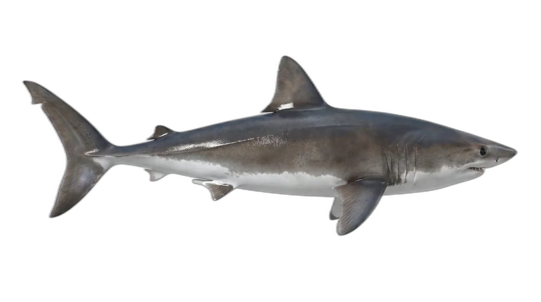 Porbeagle