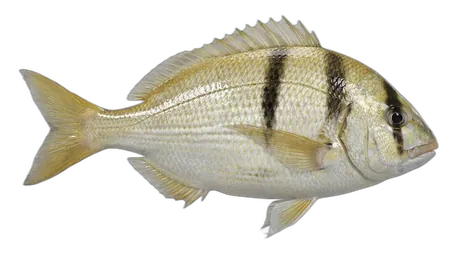 Porkfish