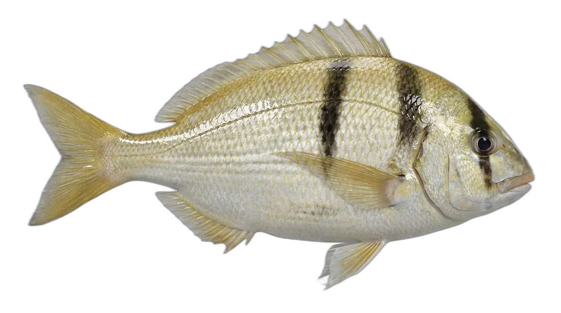 Porkfish