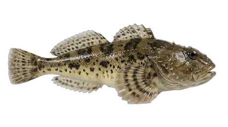 Prickly Sculpin