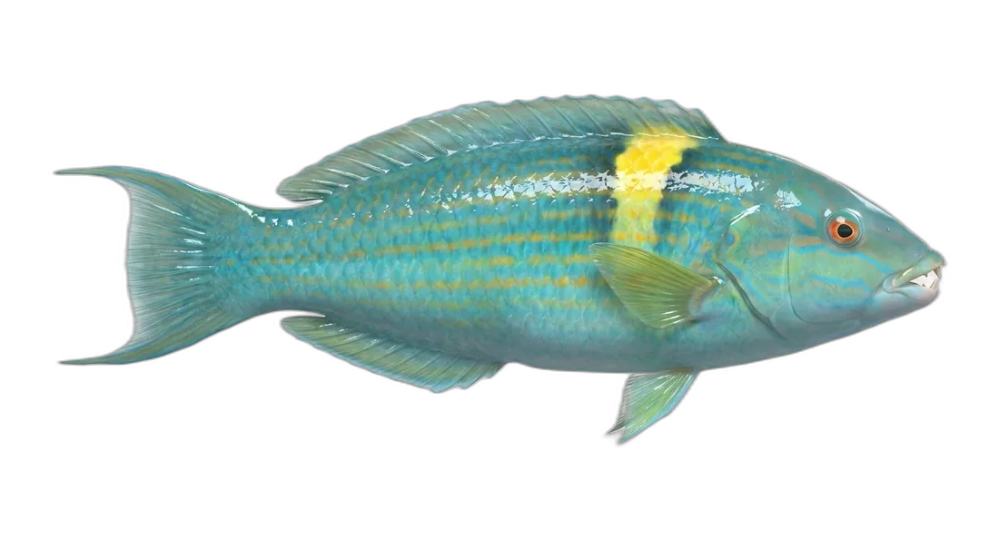 Puddingwife Wrasse
