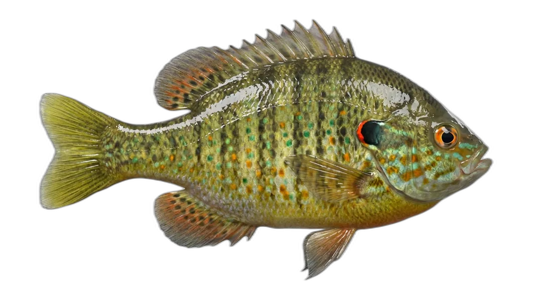 Pumpkinseed