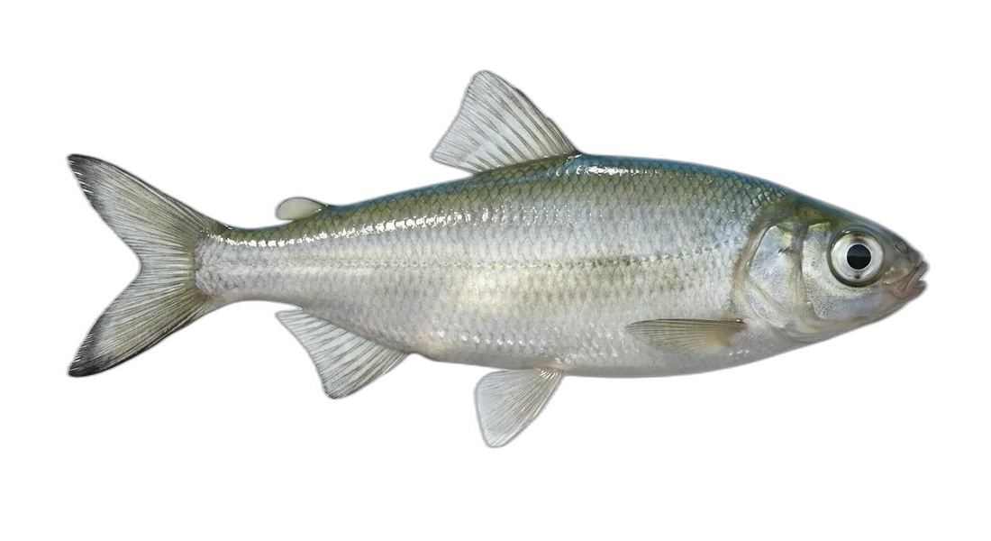 Pygmy Whitefish