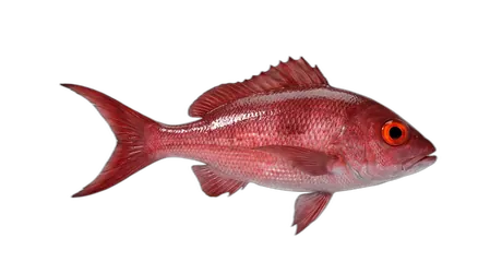 Queen Snapper