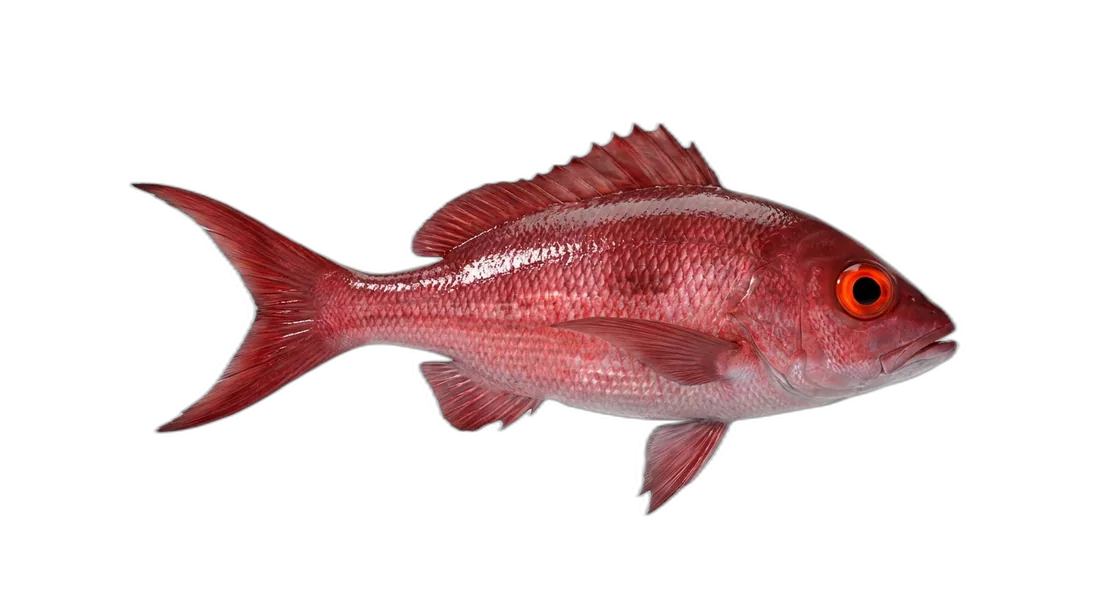 Queen Snapper