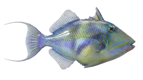 Queen Triggerfish