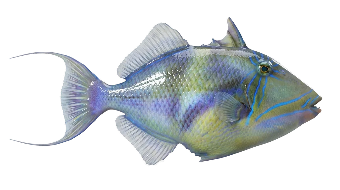 Queen Triggerfish
